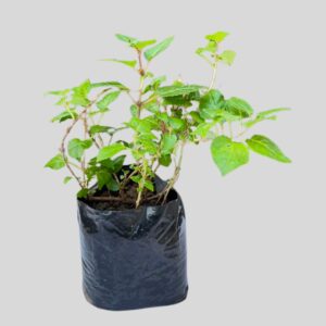 Fuchsia BEACON 3lt