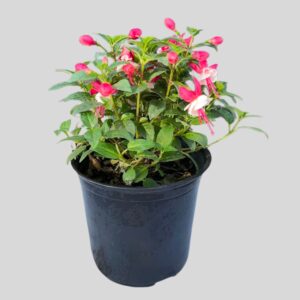 Fuchsia Bella Mixed 15cm