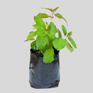 Fuchsia BILLY GREEN 4lt