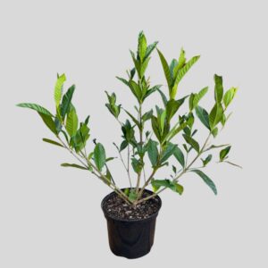 Gardenia Augusta 20cm