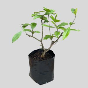 Gardenia BUSH 5lt