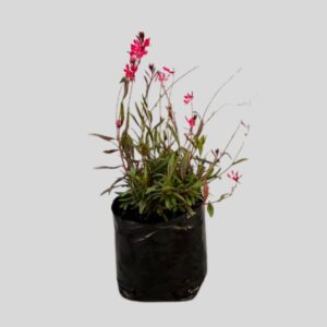 Gaura belleza 4L