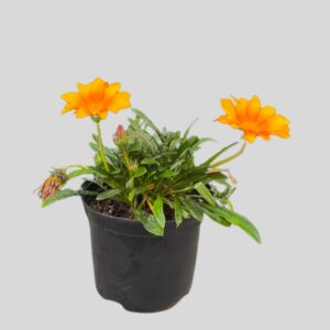 Gazania SUN CARPET 15cm