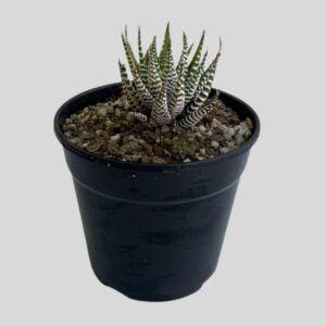 Haworthia attenuata  12cm