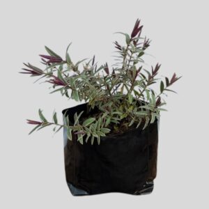 Hebe Tricolor 15cm