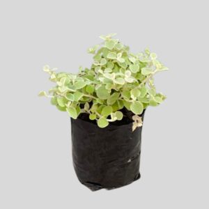 Helichrysum petiolare 4lt