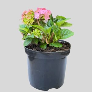 Hydrangea ENDLESS SUMMER 17cm