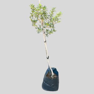 Ilex mitis 40lt