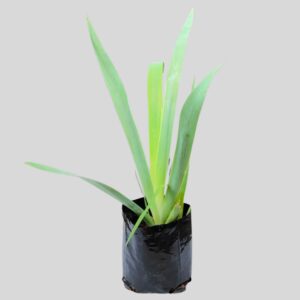 Iris BEARDED 4lt