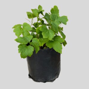 Japanese anemone 5lt