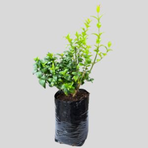 Jasminum multipartitum STENOLOBUM 5lt