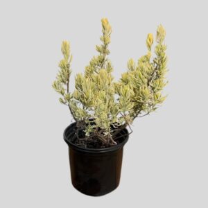 Lavandula allardii MEERLO VARIEGATA 14cm