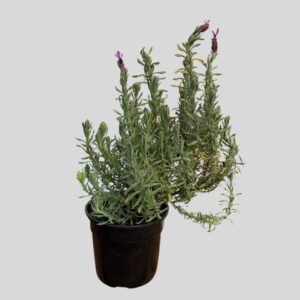 Lavandula HOLLAND14cm
