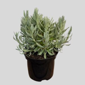 Lavandula Latifolia Spica 20cm