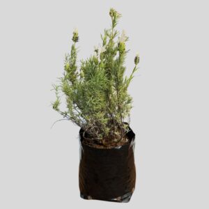 Lavandula Laveanna WHITE Frost 4l