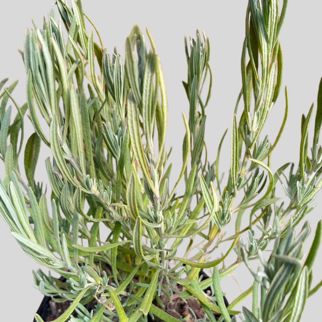 Lavandula MARGARET ROBERTS 15cm - Image 2