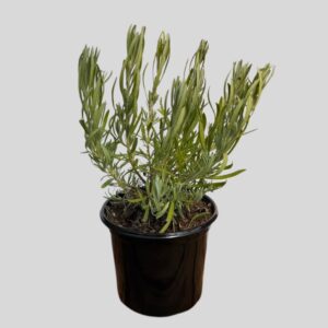 Lavandula MARGARET ROBERTS 15cm
