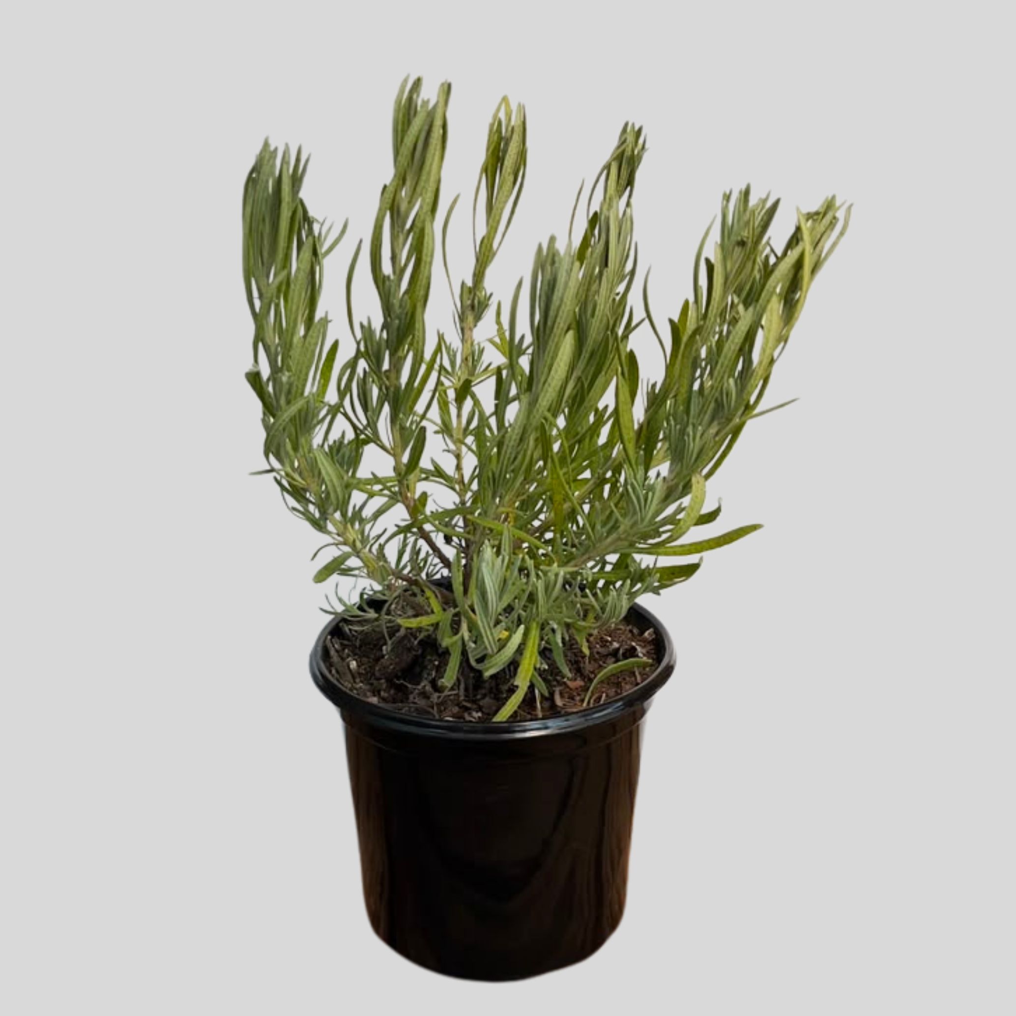 Lavandula MARGARET ROBERTS 15cm