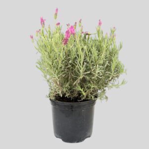 Lavandula Pedunculata The Princess 15cm