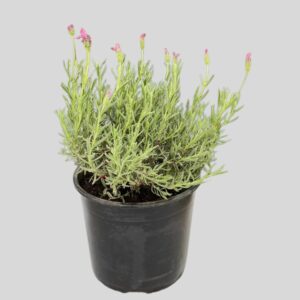 Lavandula Pedunculata The Princess 19cm