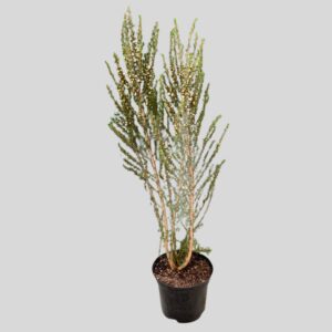 Leptospermum Asstd 20cm