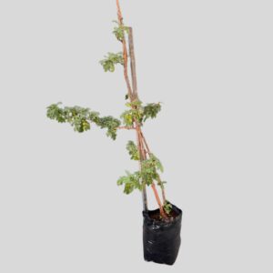 Leucosidea sericea 20lt