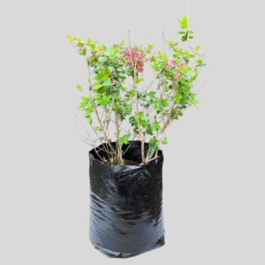 Lonicera tatarica ZABELII 10lt