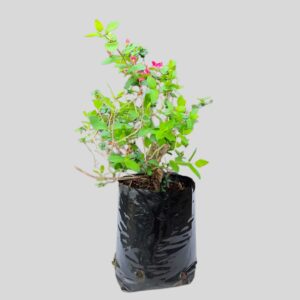Lonicera tatarica ZABELII 2.5lt