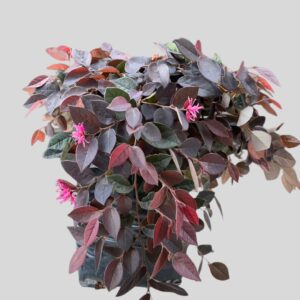 Loropetalum chinense PLUM 5lt