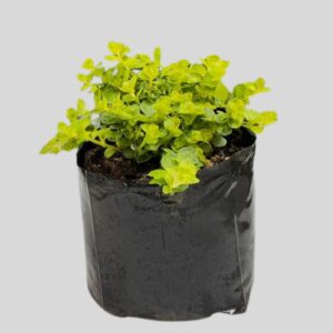 Lysimachia Nummularia Aurea 3lt