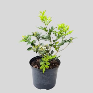 Murraya paniculata EXOTICA 17cm