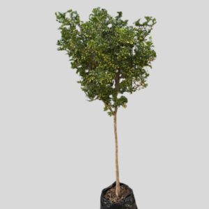 Murraya paniculata EXOTICA STD 60lt