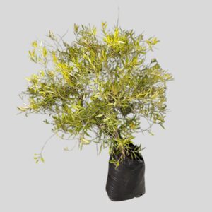 Olea africana 50lt