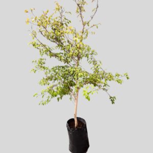 Oncoba spinosa SNUFFBOX 20lt