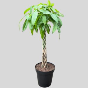 Pachira aquatica BRAIDED 30cm