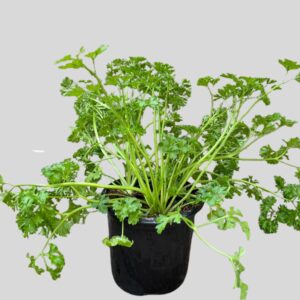 PARSLEY HERBS MIXED 12cm
