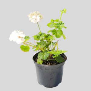 Pelargonium peltatum ASSTD 15cm