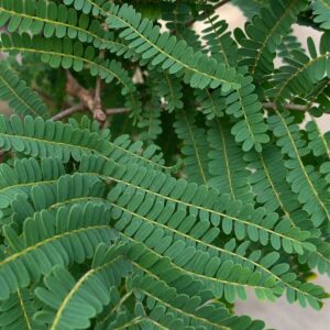 Peltophorum africanum WEEPING WATTLE 20lt