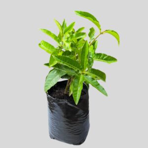 Petrea Volubilis 5lt
