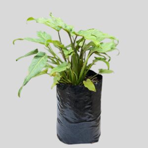 Philodendron Xanadu 10lt