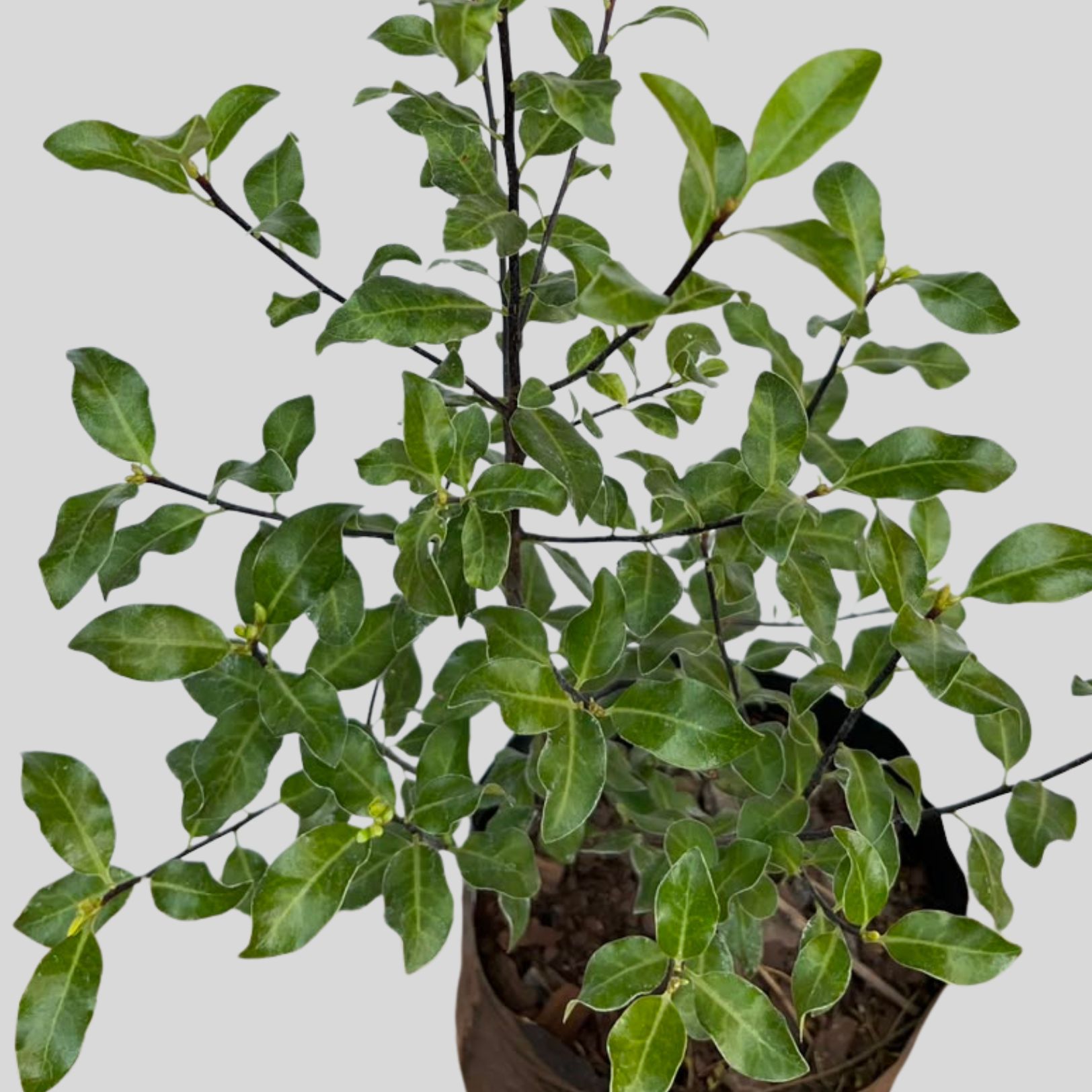 Pittosporum Tenuifolium Nigricans 5lt - Image 2