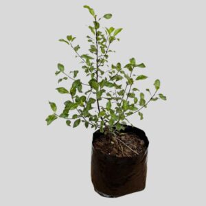 Pittosporum Tenuifolium Nigricans 5lt