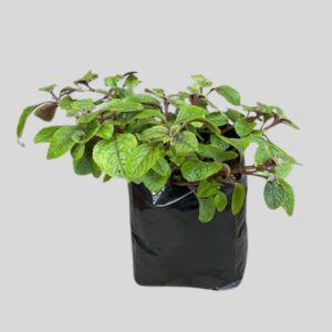 Plectranthus ciliatus 4lt