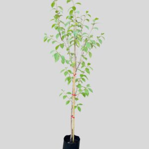 Plum Asstd 10lt