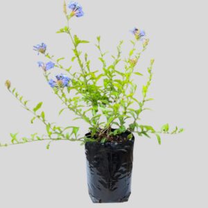Plumbago auriculata ROYAL CAPE 5lt