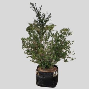 Podocarpus Falcatus 100lt