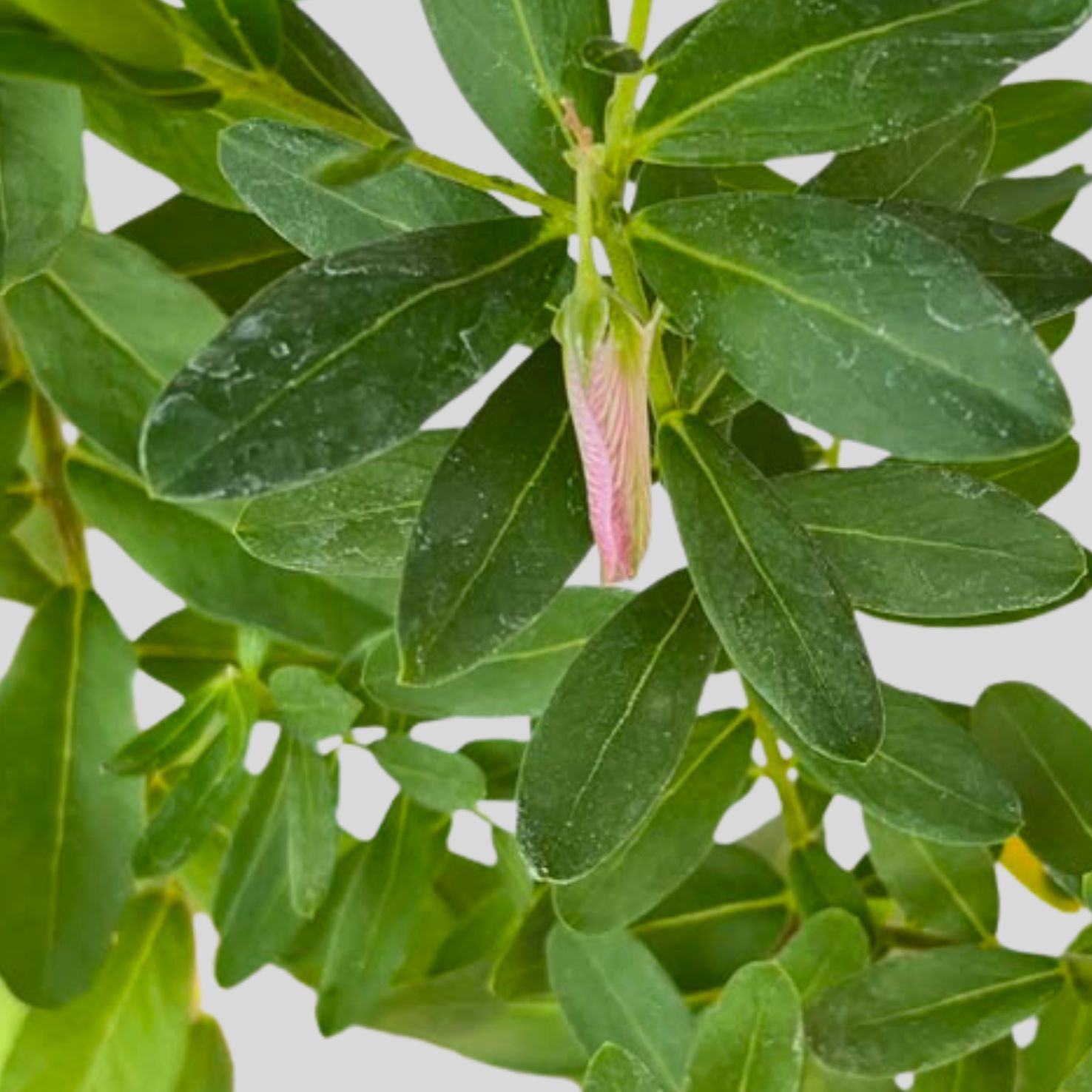 Polygala myrtifolia 10lt - Image 2