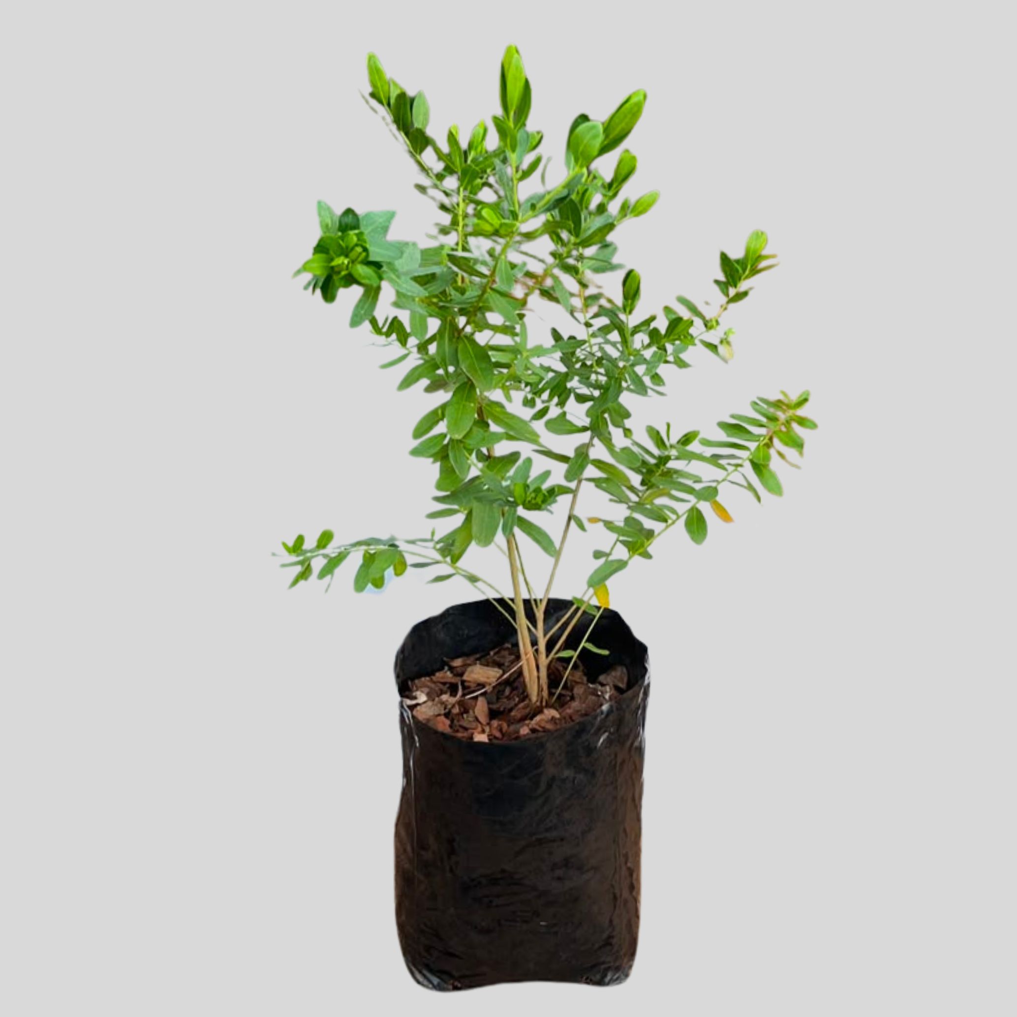 Polygala myrtifolia 10lt