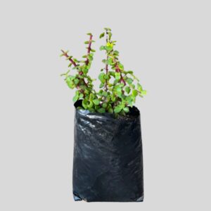 Portulacaria afra PROSTRATA 2lt
