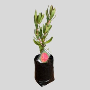 Protea SYLVIA 5lt